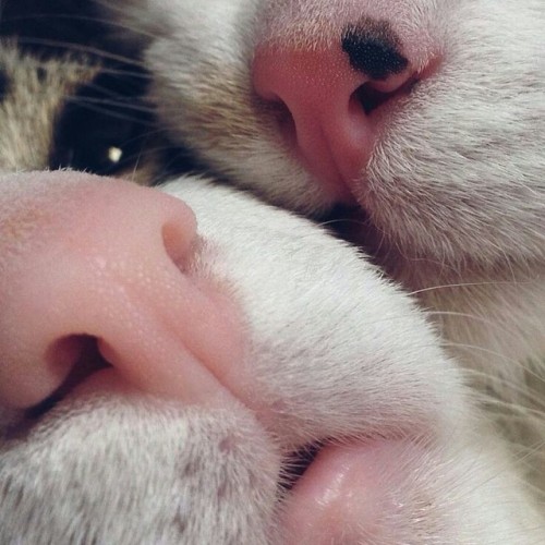 catofatime: pepoline13:Cat’s noses I like this Meow!   