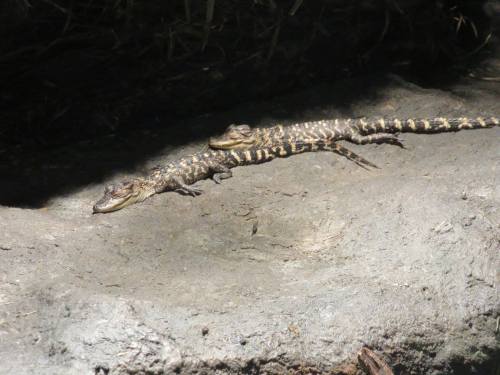 a-dinosaur-a-day: American Museum of Natural History, Part 20: CROCODILIANS!The “Crocs: Ancient Pred