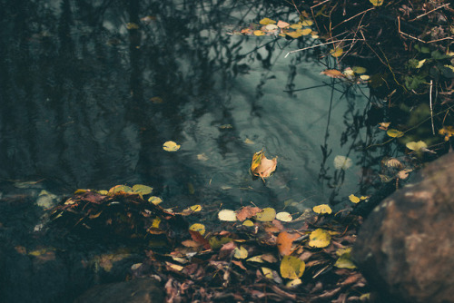 rabbitinthemeadow:The last evening of October // Part 2