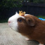 pencilshapedironstatue:  heres 15 or so seconds of my 2 day old baby guinea pig enjoy