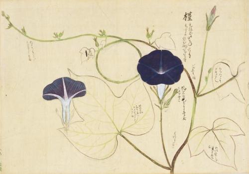 iamjapanese: KANŌ Shigekata（狩野 重賢 Japanese） Sōmoku Shasei 草木写生  秋  Scrolls of Flower 