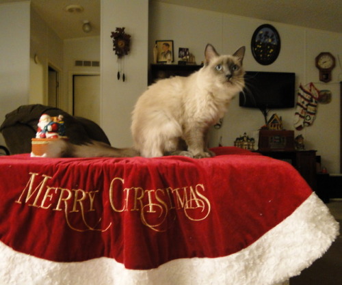 Trisket’s Christmas picture. (submitted by @kindnessiseternal)