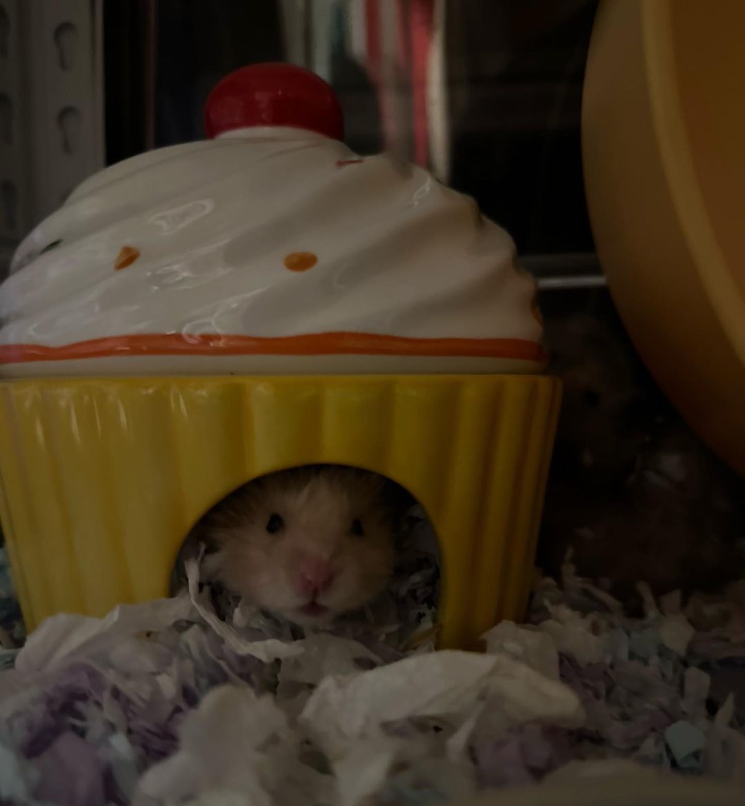 Hamsters in Cups — Comparison of Hamster-in-Cup Game Apps The 3 Apps
