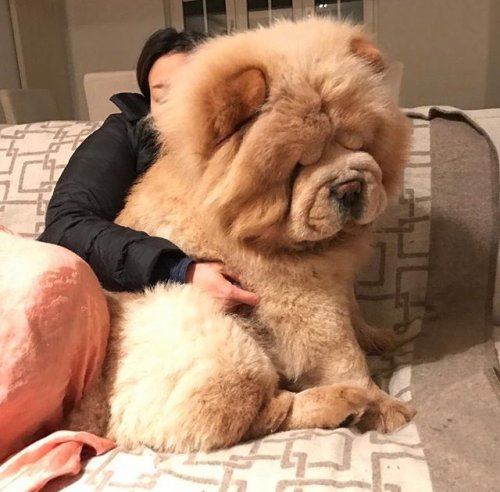 babydogdoo:  look how big is this dog