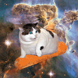 cats with food in space on Tumblr