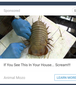 zooophagous: Look buddy, if I find a deep sea isopod in my house it’s because I damn well put it there