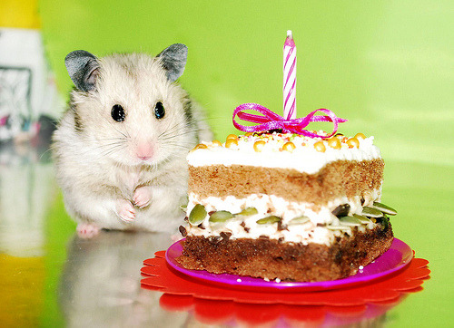 cuteness-daily:  So I decided to look up “happy birthday hamsters” and now I regret nothing. 