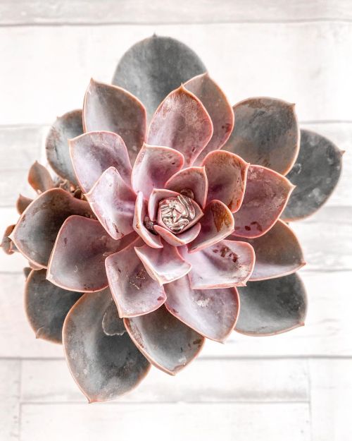 Isn’t nature lovely! #pottingplants #succulentlove #biologymajor #beautifulnaturehttps://www.insta