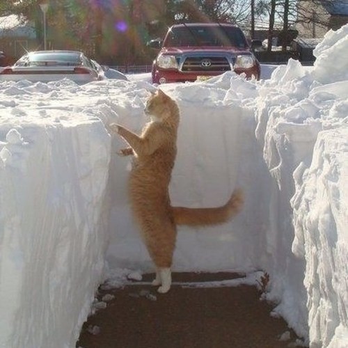 atraversso:Cats and snow don’t mix