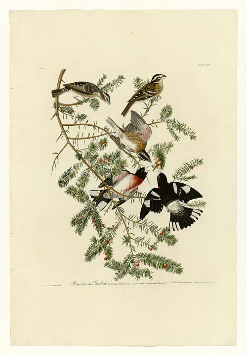 Plate 127 Rose-breasted Grosbeak, John James Audubonwww.wikiart.org/en/john-james-audubon/pl