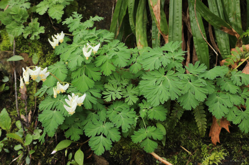 A week and a half into April and despite a cold snap, the first wave of spring ephemerals is making 