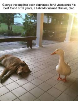 catchymemes: This dog was depressed for 2 years after his best friend died, but then this duck showed up