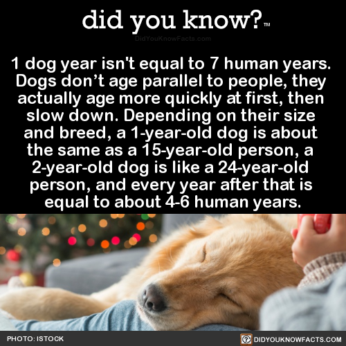 did-you-kno:  1 dog year isn’t equal to 7 human years.  Dogs don’t age parallel