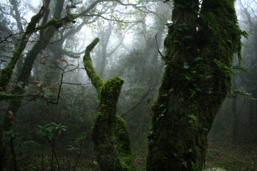 90377: El bosque de la niebla by Julia L.S