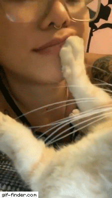 Giffindersite:   Don’t Try To Bite Cat. Via Https://Gif-Finder.com/  