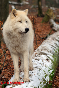 funkysafari:  Arctic Wolf Facts: They live in complete darkness for 5 continuous months in a year, during winters. An arctic wolf’s winter coat can have hair measuring as long as 5 inches! Which allows them to sleep comfortably even when the temperature
