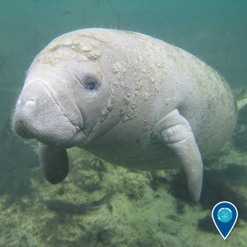 Manatee-ing you up for a great day! Manatees are a key resident in Florida Keys National Marine Sanc