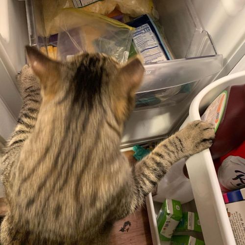 My cat is weird. #fridgecat #looking #mistermurdermittens #misterthecat #chonkycat https://www.insta
