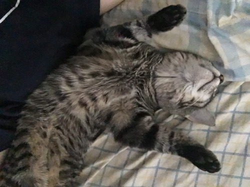 unflatteringcatselfies:But why she sleep like this though