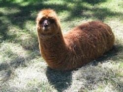 pyro96:  And here we have the rare elpaca worm beware