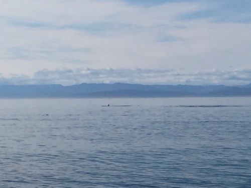 More of the pod of orcas exploring town