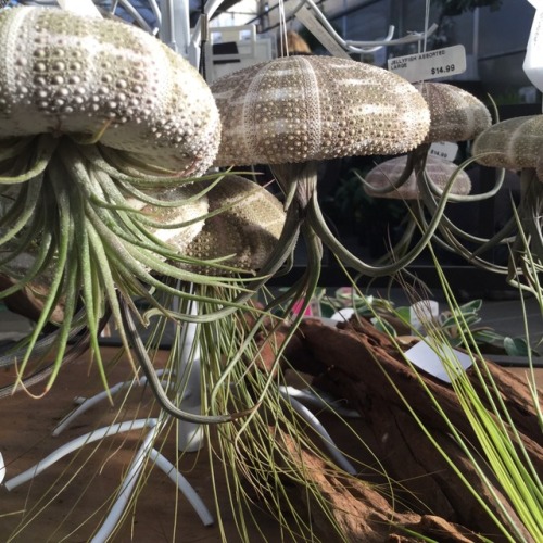 silver-sunshine:Greenhouses in winter