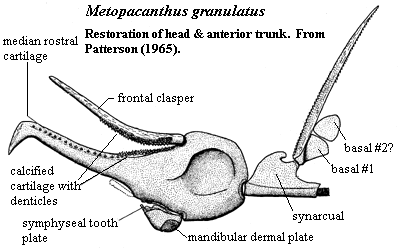 This Shark Evolved To Have Two Mouths.