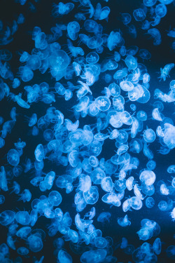 plasmatics-life:  Sea Jelly Spectacular ~ By Mai 