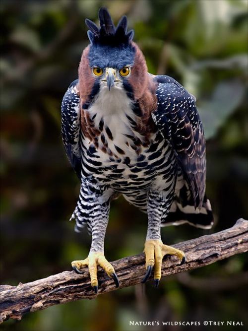 artsja:Here is a photoset of the Ornate Hawk Eagle (Spizaetus ornatus), the light of the world and a