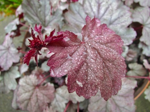 Heuchera ‘Stainless Steel’ after fog.