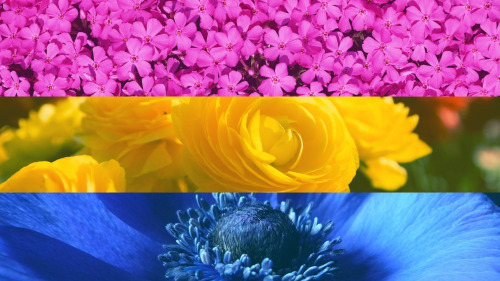 eat-sleep-and-race:I made some flags out of flowers after a friend showed me a really great Asexual flag in the same style. so this is my image set. Enjoy and feel free to use them as your wallpaper if you like but if you want to use them elsewhere please