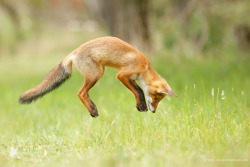 Jumping Red Fox by thrumyeye 