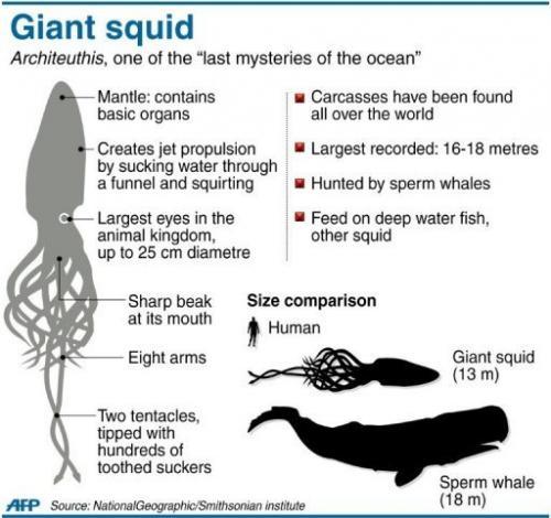 necesitotungsteno:  rhamphotheca:  Giant squid filmed in Pacific depths, Japan scientists report  by Shingo Ito Scientists and broadcasters said Monday they have captured footage of an elusive giant squid roaming the depths of the Pacific Ocean, showing