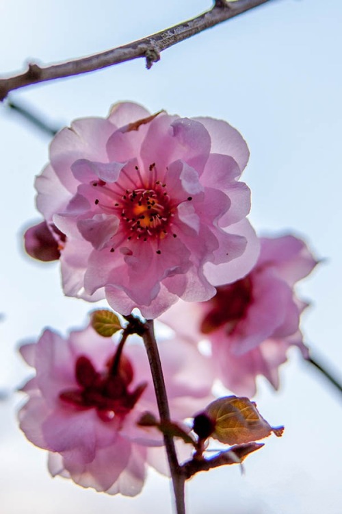 ponderation: Cherry Blossom by Stefan Franz