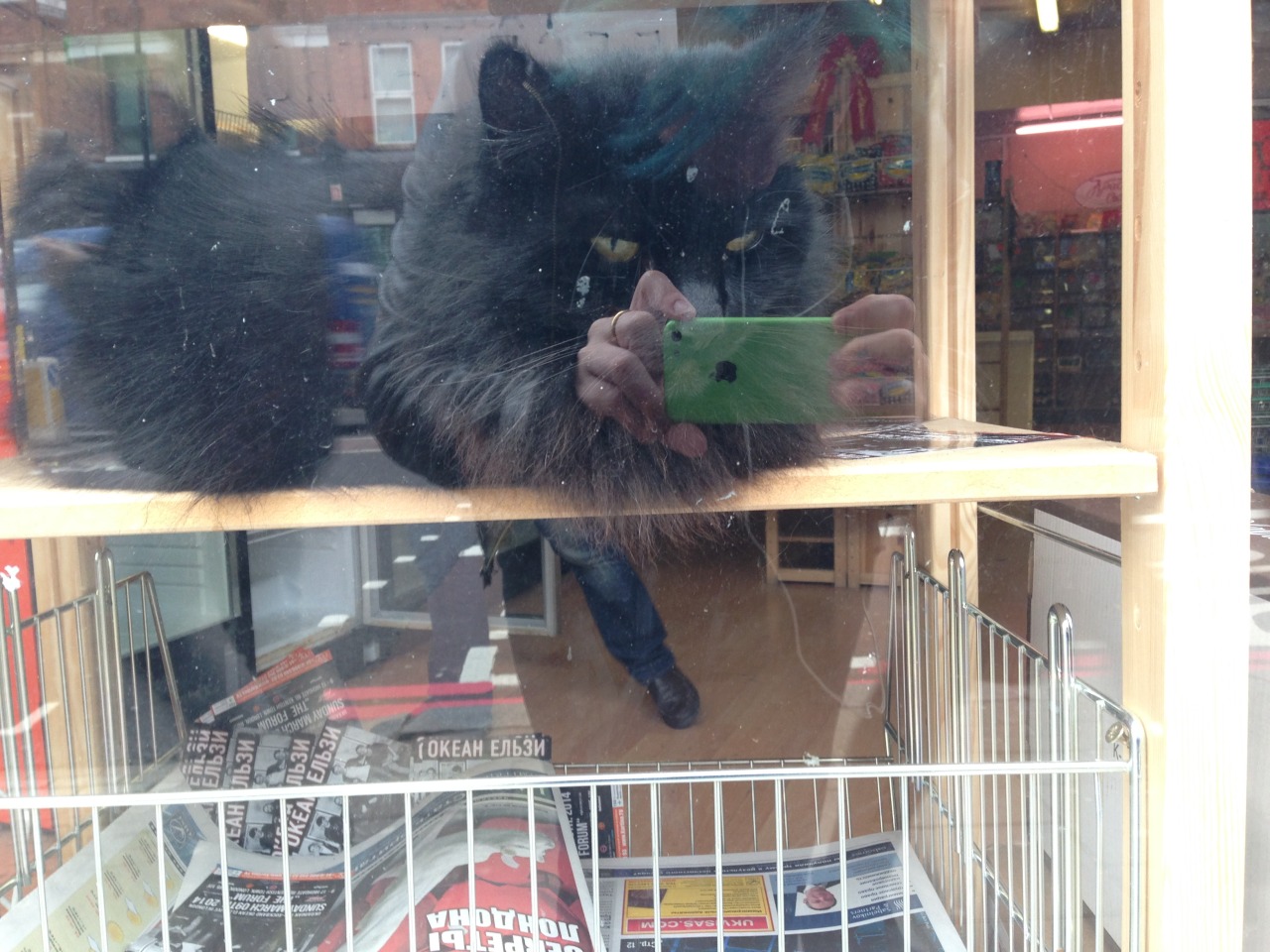 chaseross:
“sabrequire:
“ Black cat relaxing in the window of a Russian grocery store, London.
”
it looks like the cat is taking the picture
”