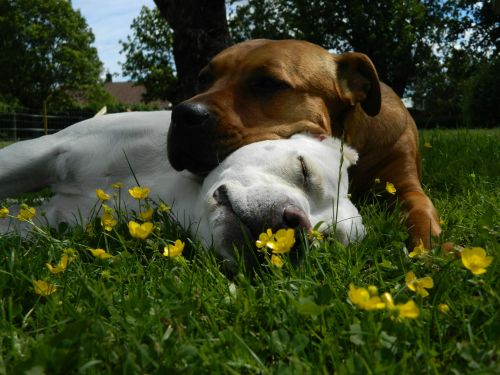 awwww-cute:  My sweethearts snuggling in the shadow of a tree on a hot day
