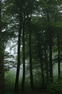 90377: A foggy day at the local forest by