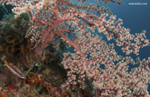 Also known as Godeffroy’s Soft Coral, this tree coral looks like the Japanese ‘sakura’ or cherry blo