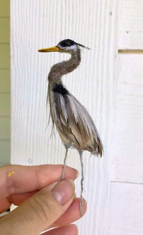 degamonal:by Jadie RainesMy favorite bird in beautiful miniature! Best of all worlds.