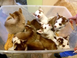 awwww-cute:  A tub of baby Huskies walked by at the vet today