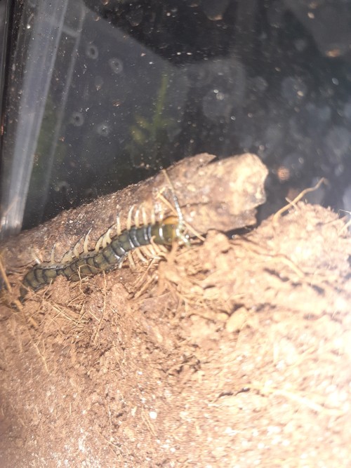 Centipede Under The Stick