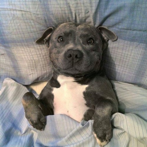 babyanimalgifs:  Smiling pitbulls, reblog if u agree