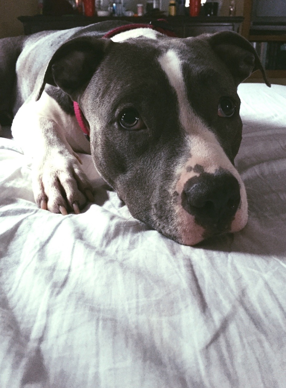 handsomedogs:  Our newest edition! Two year old mischievous, blue nose, Beverly.
