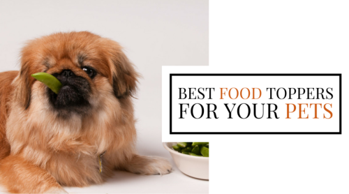 Want to add a dose of healthy to your pet’s food? Check out this article about Best Food Toppers For