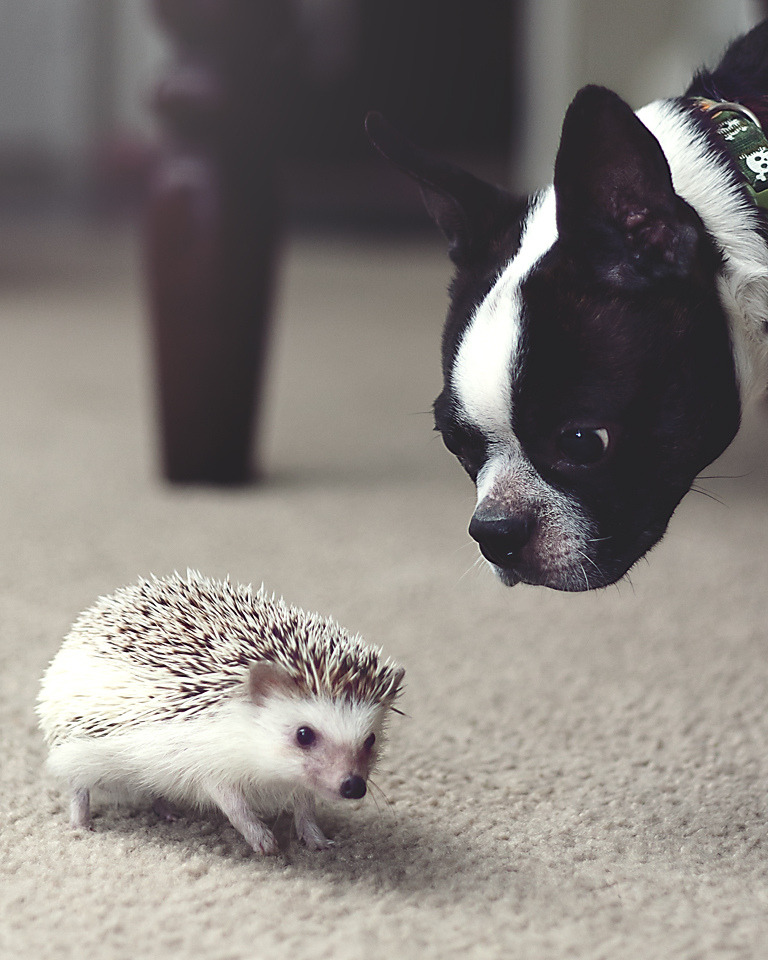 kotpourri:  Hedgehog and his Buddy (by Just a Mom With a Camera) 
