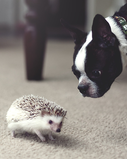 Hedgehog and his Buddy (by Just a Mom With a Camera)