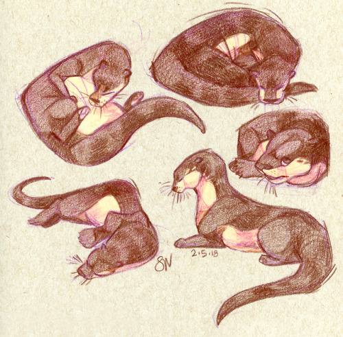 Weird Wet Dogs