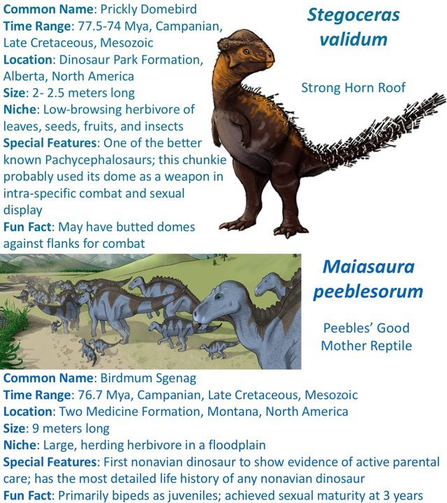 Maiasaura, a model organism for extinct vertebrate population