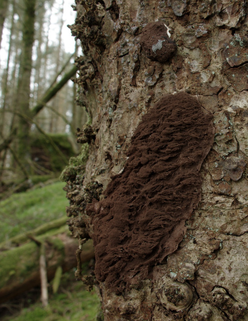 This is Enteridium lycoperdon the false puffball - it’s a slime mould that fruits by producing