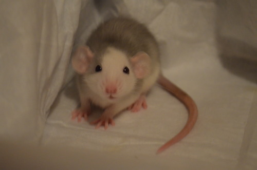 Female standard coat silvermane possum face